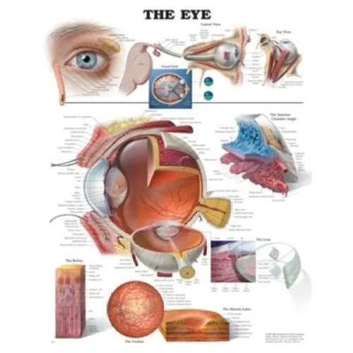 First Aid Room Chart