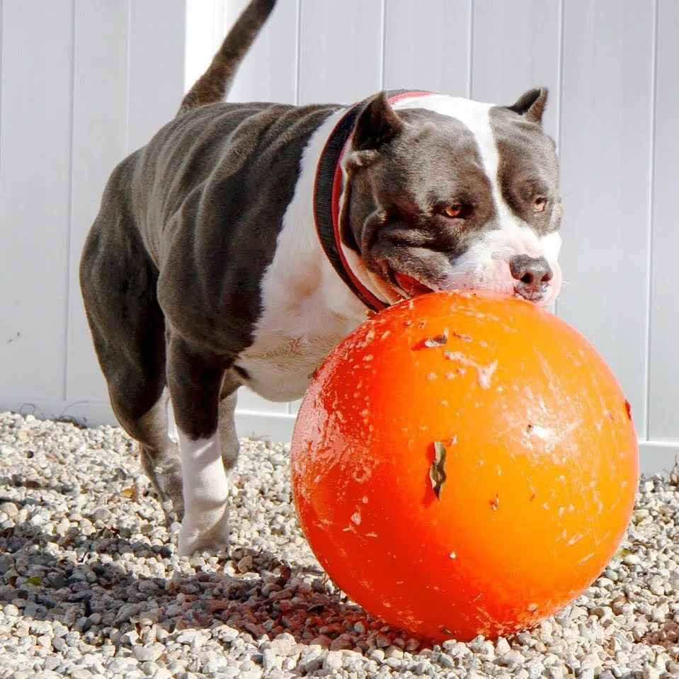 INDESTRUCTIBLE BALL - LARGE